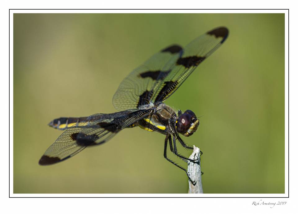 dragonfly 3d.jpg